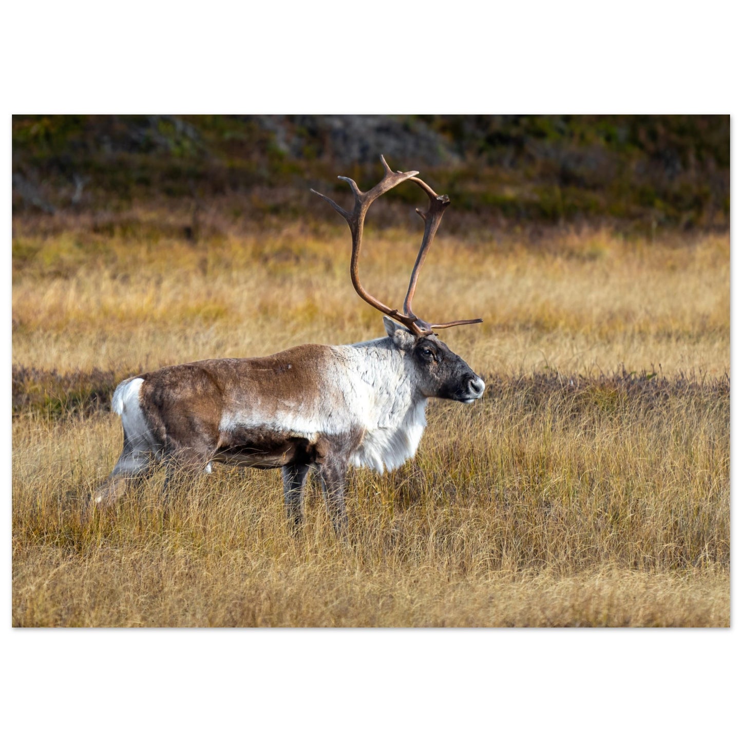 068f2599-0f4b-4ad2-853a-4273cacf826b