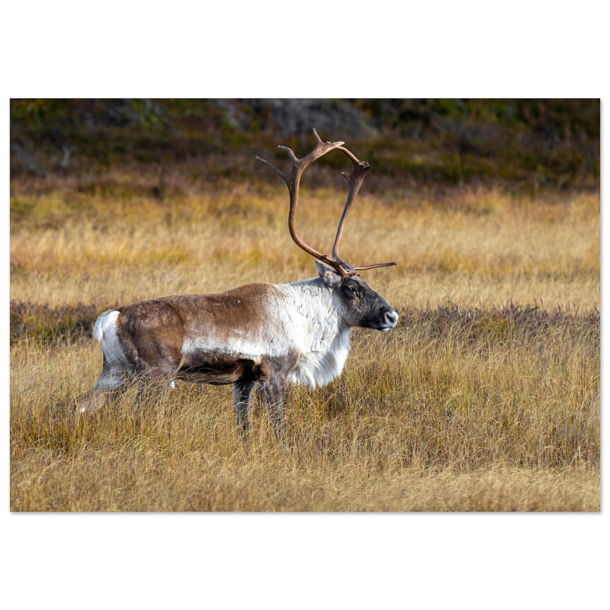 de684c00-6165-48ac-bdce-4ef2029a11e4