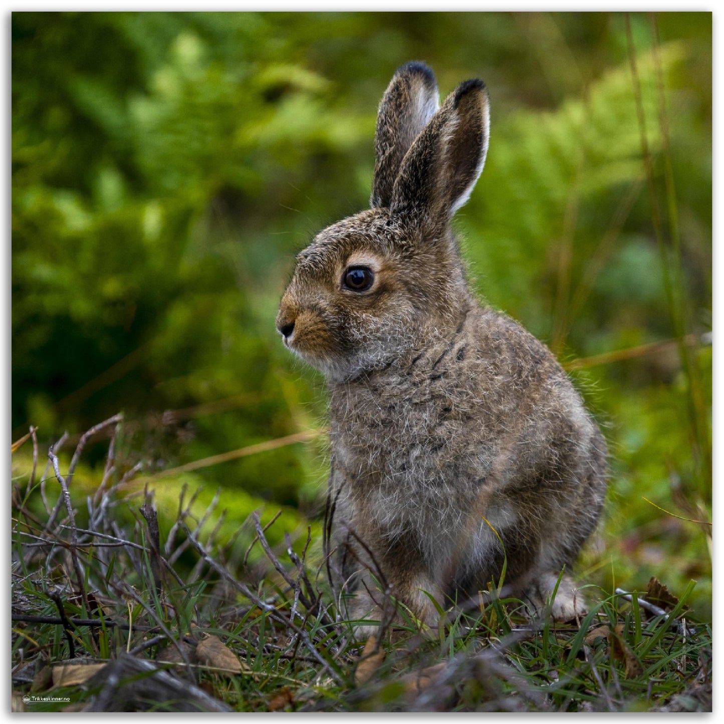 Fare for Hare // FOTO