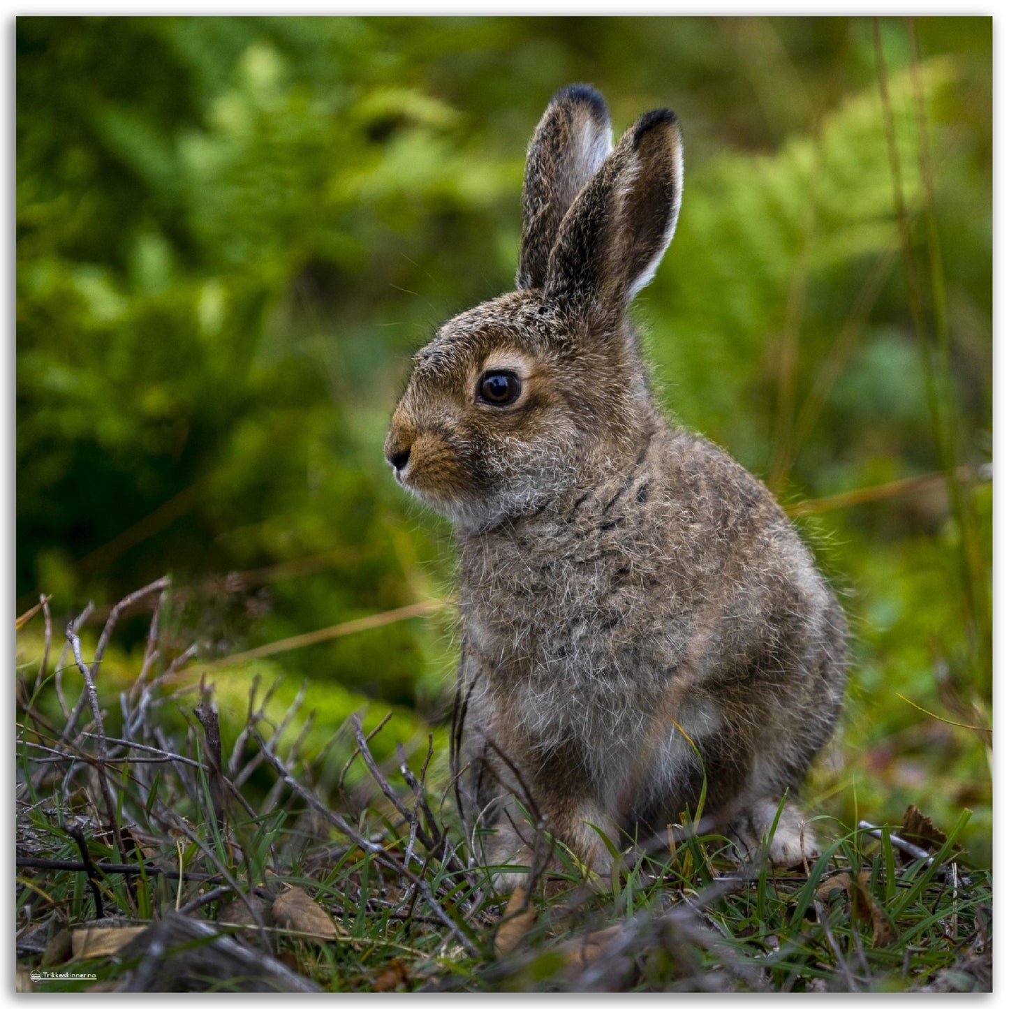 Fare for Hare // FOTO