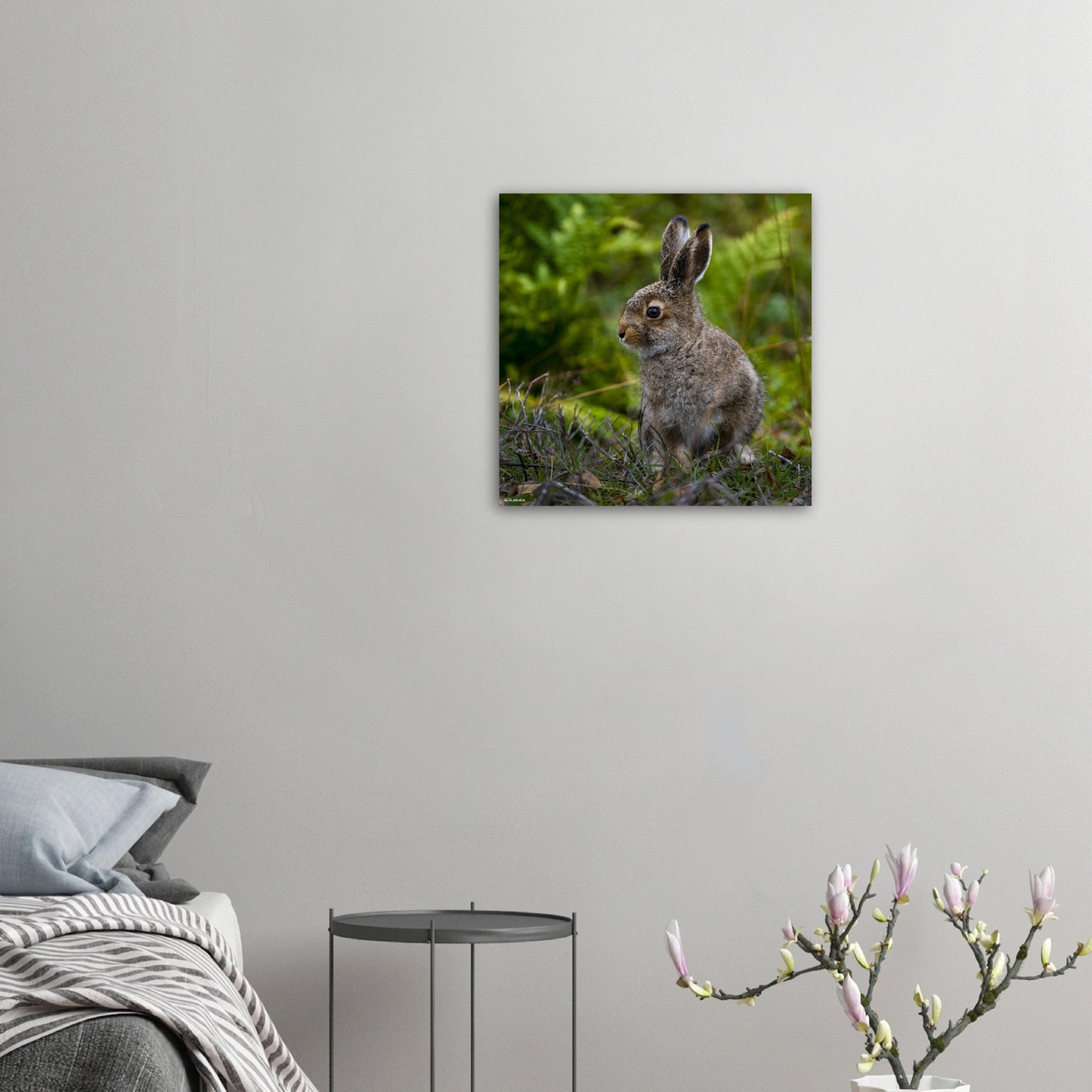 Fare for Hare // FOTO