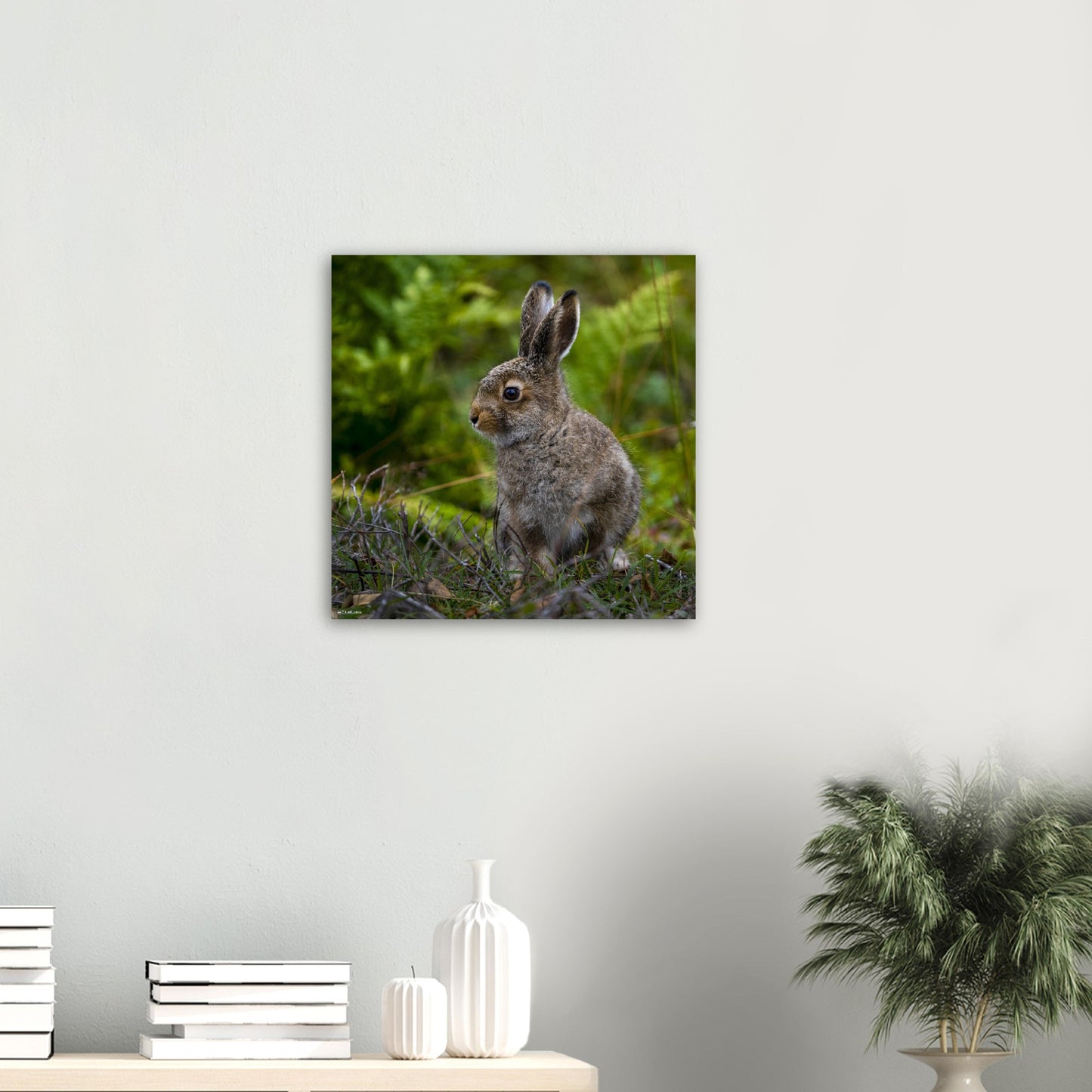 Fare for Hare // FOTO