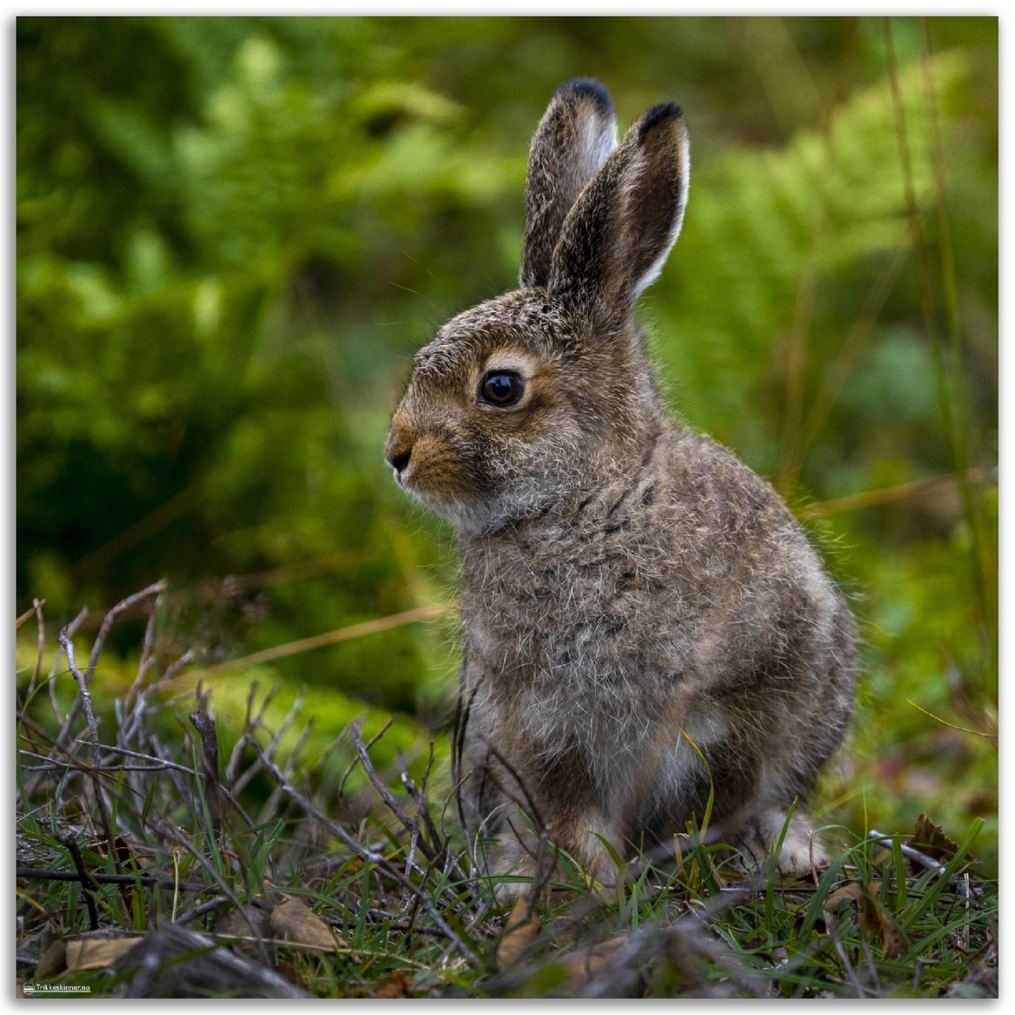 Fare for Hare // FOTO