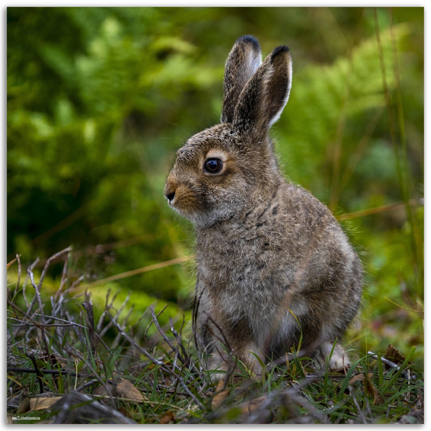 Fare for Hare // FOTO